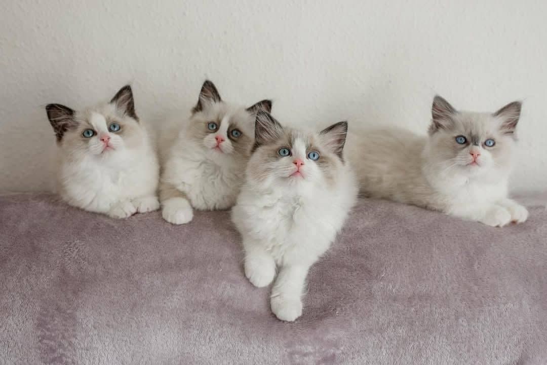 Jenny, Billy, Kally, Ally - Image 4