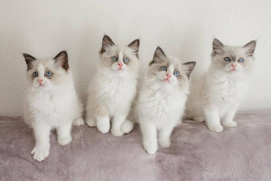 Jenny, Billy, Kally, Ally