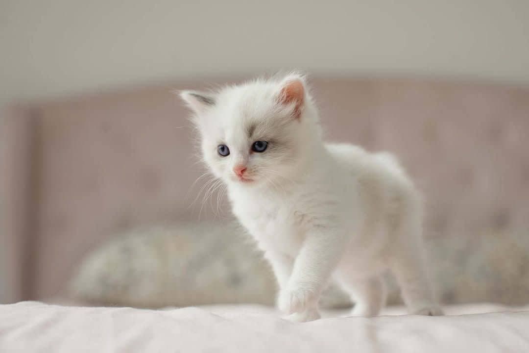 Bolu and Jolu - Image 3