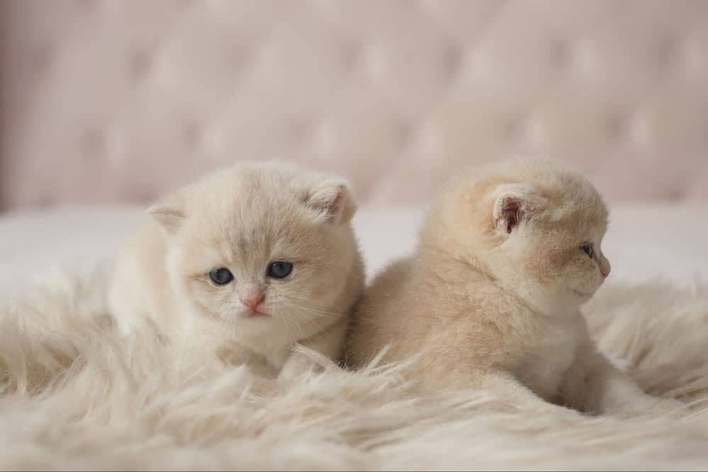 Bolu and Jolu - Image 2