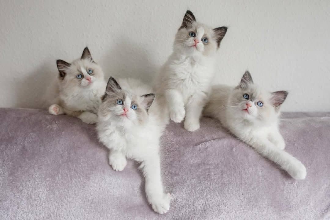 Jenny, Billy, Kally, Ally - Image 3