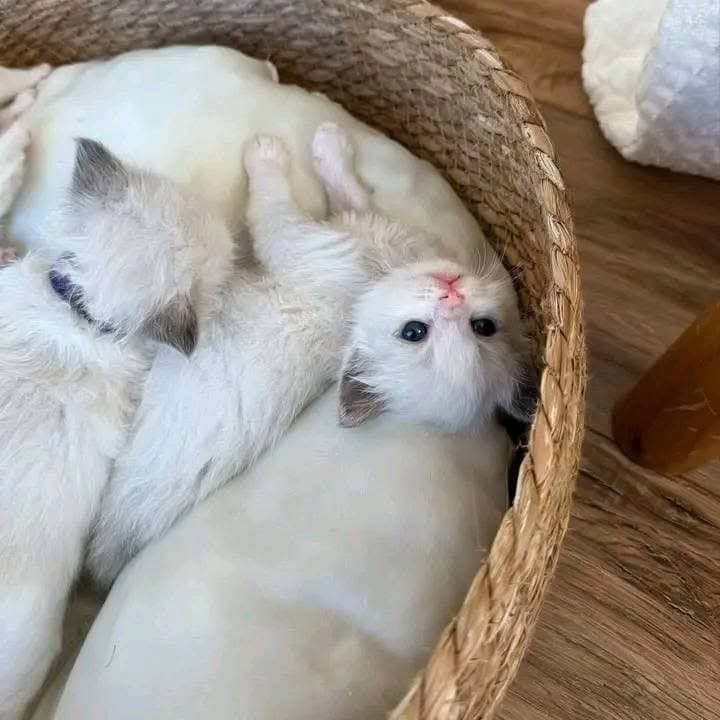 Jessie and Bradley - Image 4