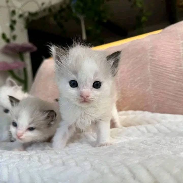 Jessie and Bradley - Image 3