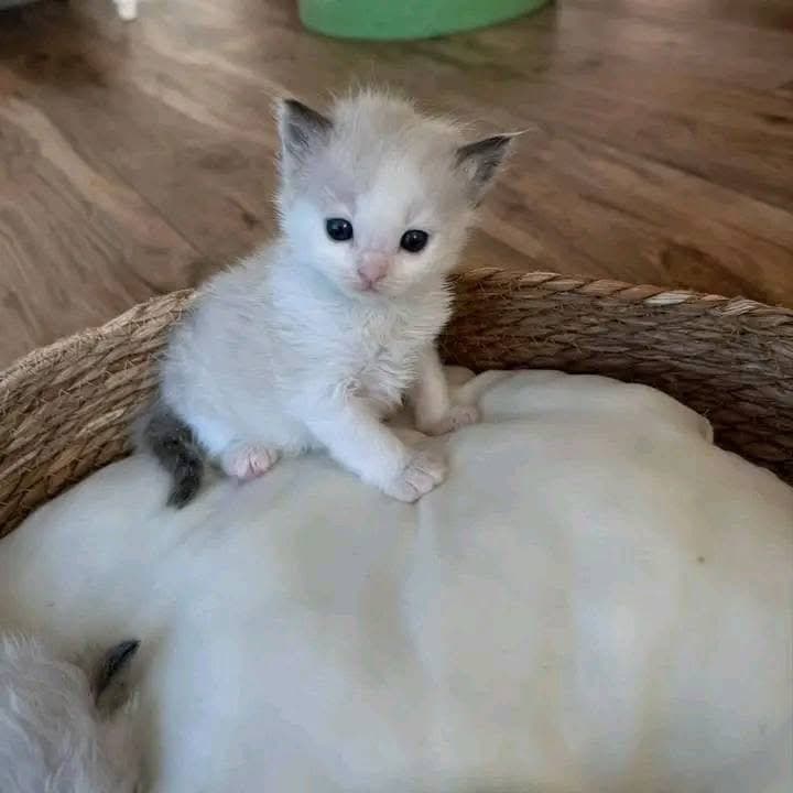 Jessie and Bradley - Image 2