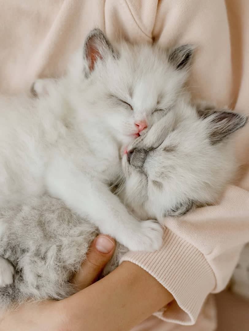 Oglee and Moglee - Image 2